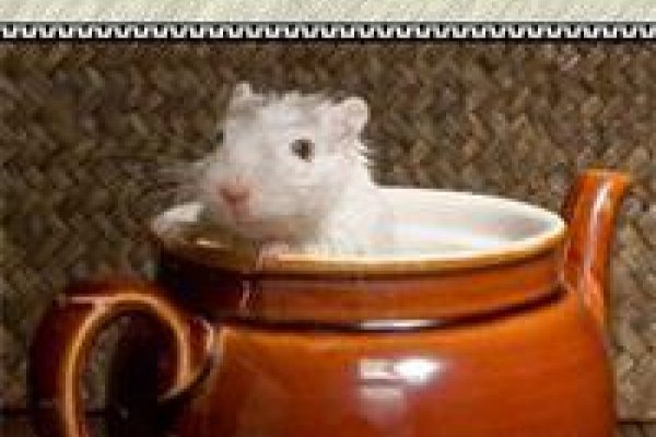 Ссылка на кракен