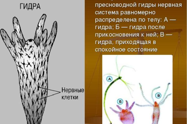 Взломали аккаунт на кракене что делать